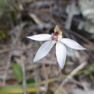 Caladenia fuscata at Kowen, ACT - 23 Sep 2015