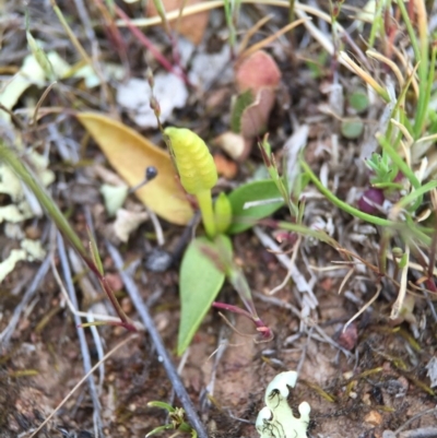 Ophioglossum lusitanicum subsp. coriaceum (Austral Adder's Tongue) at Majura, ACT - 26 Sep 2015 by AaronClausen