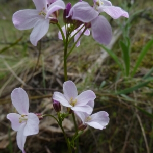 Cardamine lilacina at The Ridgeway, NSW - 23 Sep 2015