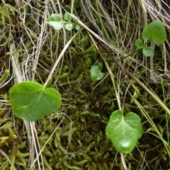 Cardamine lilacina at The Ridgeway, NSW - 23 Sep 2015