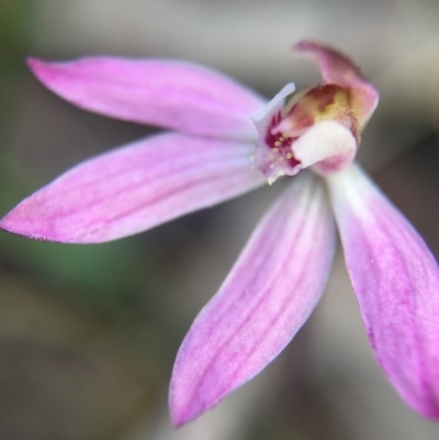 Caladenia fuscata (Dusky Fingers) at Majura, ACT - 26 Sep 2015 by AaronClausen