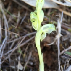 Hymenochilus cycnocephalus (Swan greenhood) at Majura, ACT - 26 Sep 2015 by AaronClausen