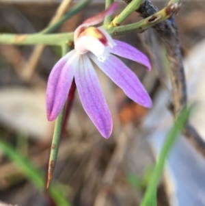 Caladenia fuscata at Majura, ACT - suppressed