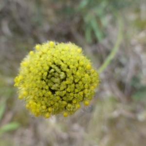 Craspedia variabilis at The Ridgeway, NSW - 23 Sep 2015