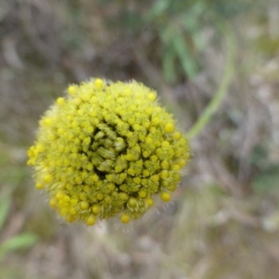 Craspedia variabilis (Common Billy Buttons) at The Ridgeway, NSW - 23 Sep 2015 by FranM