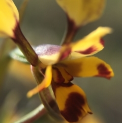 Diuris pardina at Majura, ACT - suppressed