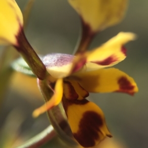 Diuris pardina at Majura, ACT - suppressed