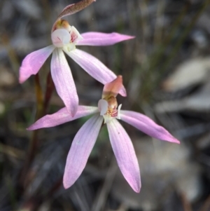 Caladenia fuscata at Majura, ACT - 26 Sep 2015