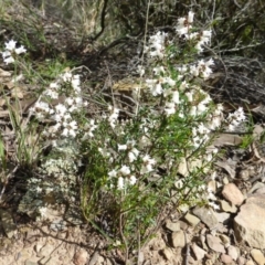 Cryptandra amara (Bitter Cryptandra) at The Ridgeway, NSW - 23 Sep 2015 by FranM