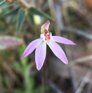 Caladenia fuscata at Majura, ACT - suppressed