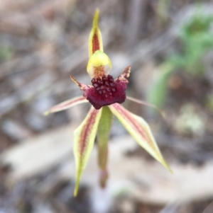 Caladenia actensis at suppressed - 26 Sep 2015