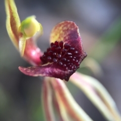 Caladenia actensis (Canberra Spider Orchid) at Majura, ACT - 26 Sep 2015 by AaronClausen