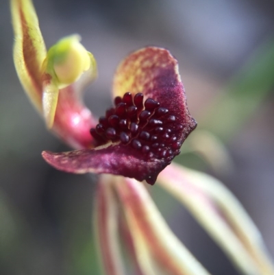 Caladenia actensis (Canberra Spider Orchid) at Majura, ACT by AaronClausen