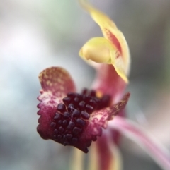 Caladenia actensis at suppressed - 26 Sep 2015