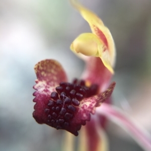 Caladenia actensis at suppressed - 26 Sep 2015