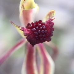 Caladenia actensis at suppressed - 26 Sep 2015