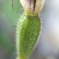 Caladenia actensis (Canberra Spider Orchid) at Majura, ACT by AaronClausen