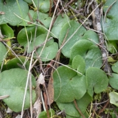 Corysanthes incurva (Slaty Helmet Orchid) at The Ridgeway, NSW - 23 Sep 2015 by FranM