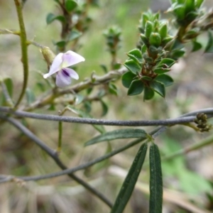 Glycine clandestina at The Ridgeway, NSW - 23 Sep 2015 11:29 AM