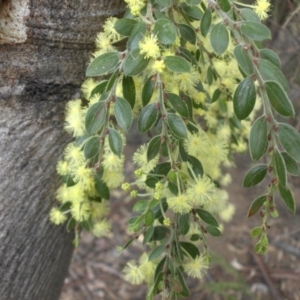Acacia paradoxa at Majura, ACT - 26 Sep 2015 10:00 AM