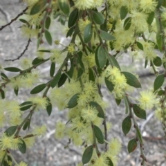 Acacia paradoxa at Majura, ACT - 26 Sep 2015