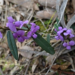 Hovea heterophylla at The Ridgeway, NSW - 23 Sep 2015