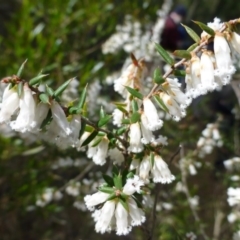 Styphelia fletcheri subsp. brevisepala (Twin Flower Beard-Heath) at Molonglo Gorge - 23 Sep 2015 by FranM