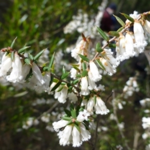 Leucopogon fletcheri subsp. brevisepalus at The Ridgeway, NSW - 23 Sep 2015