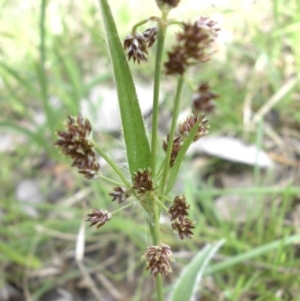 Luzula densiflora at Campbell, ACT - 26 Sep 2015 11:25 AM