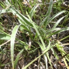 Luzula densiflora at Campbell, ACT - 26 Sep 2015