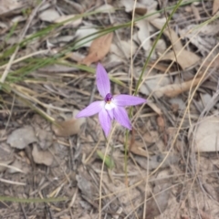 Glossodia major (Wax Lip Orchid) at Aranda, ACT - 25 Sep 2015 by MattM