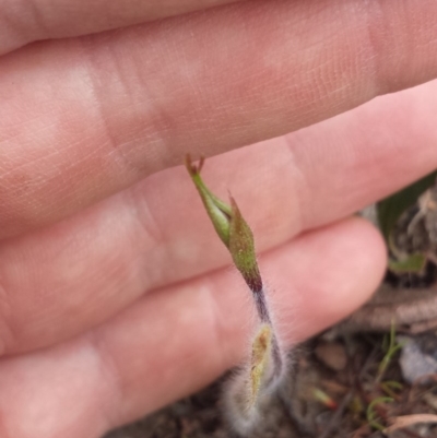 Caladenia atrovespa (Green-comb Spider Orchid) at Aranda, ACT - 26 Sep 2015 by MattM