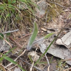 Caladenia atrovespa at Aranda, ACT - 26 Sep 2015