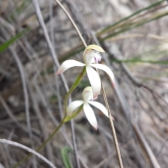 Caladenia ustulata (Brown Caps) at Aranda, ACT - 26 Sep 2015 by MattM