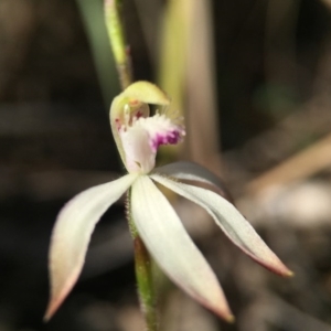 Caladenia ustulata at Canberra Central, ACT - suppressed