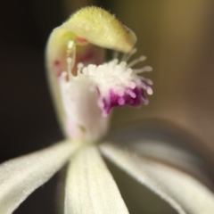 Caladenia ustulata at Canberra Central, ACT - suppressed