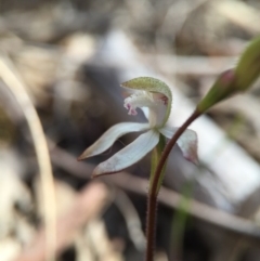 Caladenia ustulata at Canberra Central, ACT - suppressed