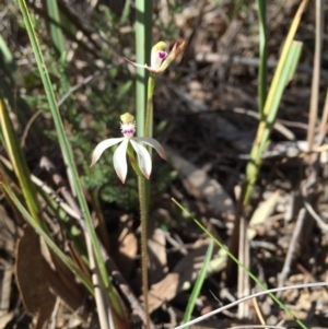 Caladenia ustulata at Canberra Central, ACT - suppressed