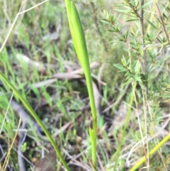 Diuris sp. at Canberra Central, ACT - suppressed