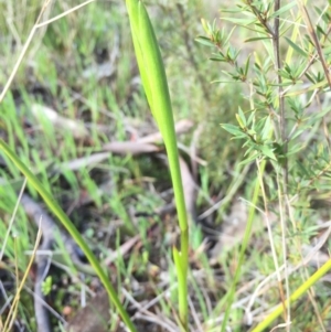 Diuris sp. at Canberra Central, ACT - suppressed