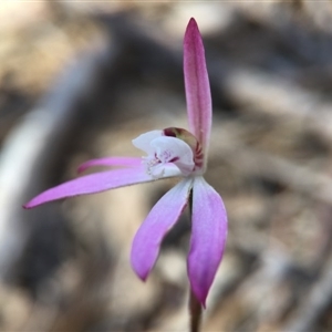 Caladenia fuscata at Point 5058 - suppressed