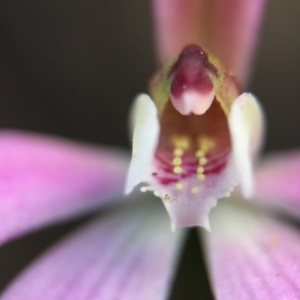 Caladenia fuscata at Canberra Central, ACT - suppressed