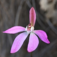 Caladenia fuscata at Canberra Central, ACT - suppressed