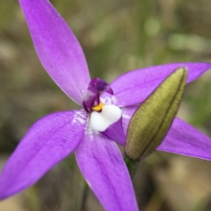 Glossodia major at Canberra Central, ACT - suppressed