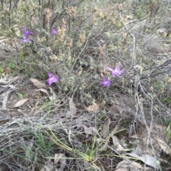 Glossodia major at Canberra Central, ACT - suppressed