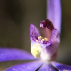 Cyanicula caerulea (Blue Fingers, Blue Fairies) at Canberra Central, ACT - 26 Sep 2015 by JasonC