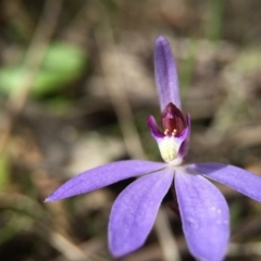 Cyanicula caerulea at Canberra Central, ACT - 26 Sep 2015