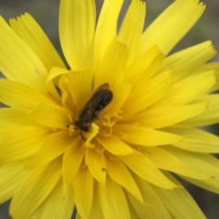 Microseris walteri (Yam Daisy, Murnong) at Canberra Central, ACT - 26 Sep 2015 by JasonC