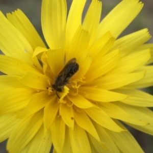 Microseris walteri at Canberra Central, ACT - 26 Sep 2015