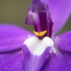 Glossodia major (Wax Lip Orchid) at Canberra Central, ACT - 26 Sep 2015 by JasonC